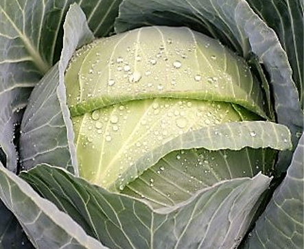 WINNER  F1 Hybrid Cabbage