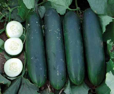 SANDER F1 Hybrid Cucumber