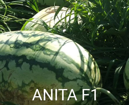  ANITA F1 Hybrid Watermelon