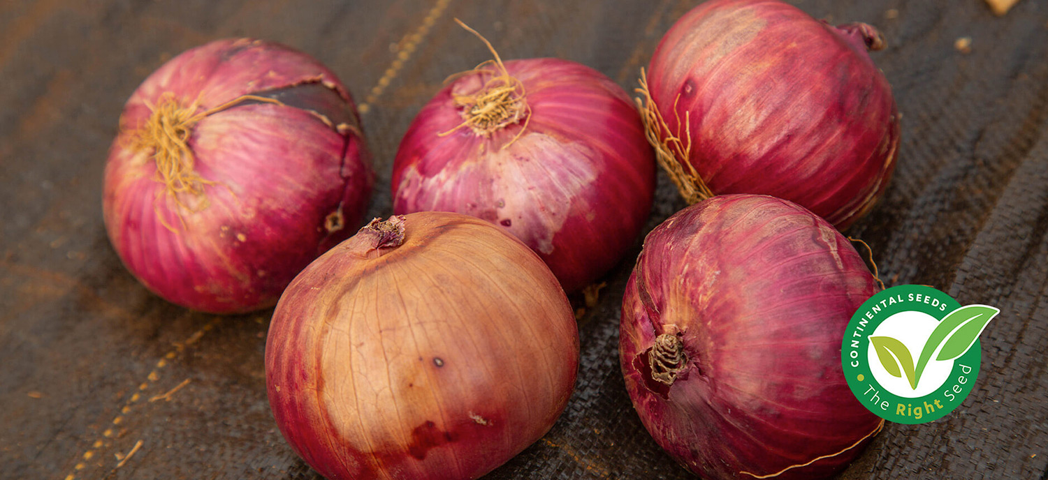 CORNET F1 Hybrid Onion - Suitable for both dry and wet climates