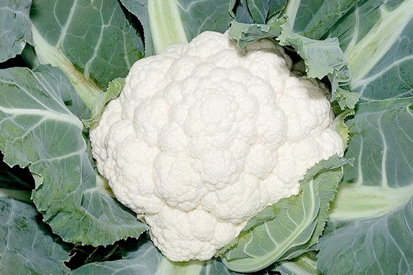 PLENTY F1 Hybrid Cauliflower