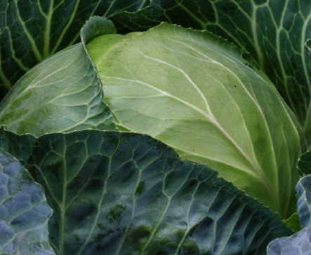 ALASKA F1 Hybrid Cabbage