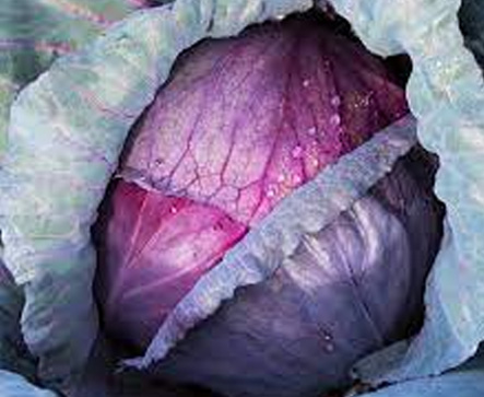 PENDO F1 Hybrid Red Cabbage