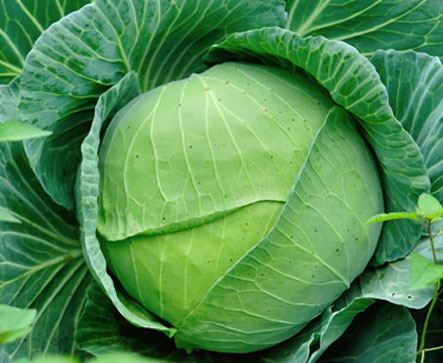 MICHELLE F1 Hybrid Cabbage