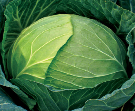 ROSSY F1 Hybrid Cabbage