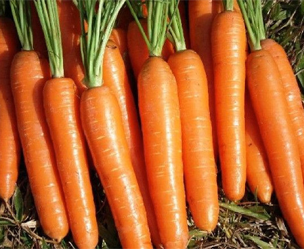 Carrot ATLANTA CS