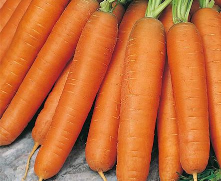 Carrot NANTES PRIME
