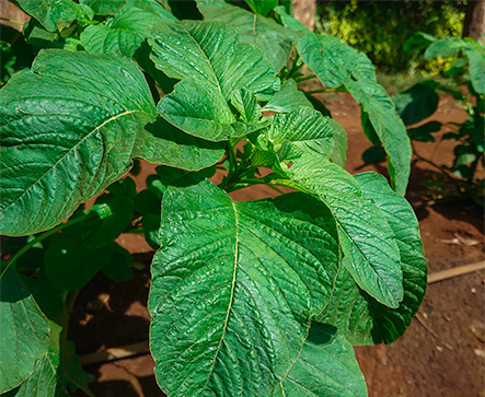  Amaranthus Dubius | Mchicha TERRE