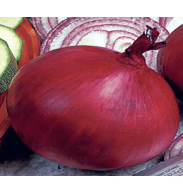 RED VOLCANO F1 Hybrid Onion