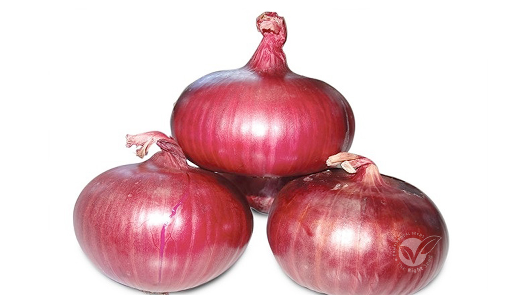 Red Mantle Onion Superior short day onion selection adapted to harsh growing conditions. Good neck dry down with excellent storage capacity of over 6 months if well cured.