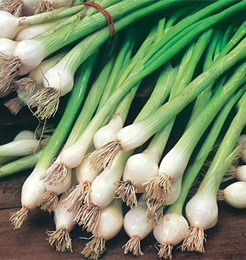 STRAIGHT CS Bunching Onion