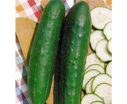 ASHLEY Cucumber