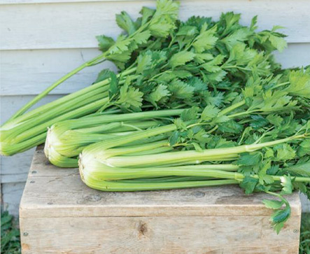 Celery Tall CS
