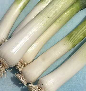 LONG SHANK Leek