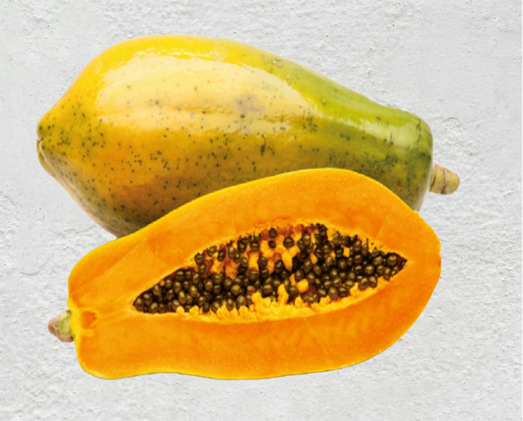 Hybrid Papaya ENOX F1 from Continental Seeds Early maturing and high yielding hermaphrodite dwarf hybrid papaya with compact growth habit and a strong fruity floral aroma.