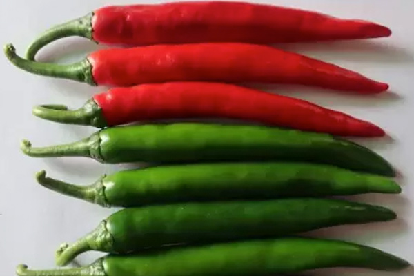 LONG SLENDER F1 Hybrid Hot Pepper