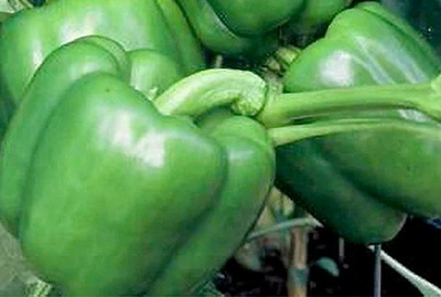 Green Pepper ASTRABELL