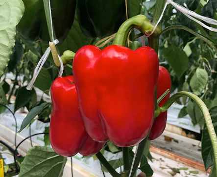 SATIMA F1 Hybrid Pepper