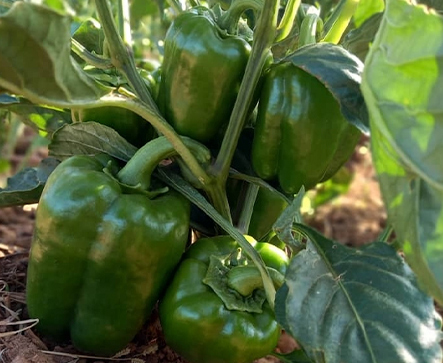 SUPERBELL F1 Hybrid Pepper