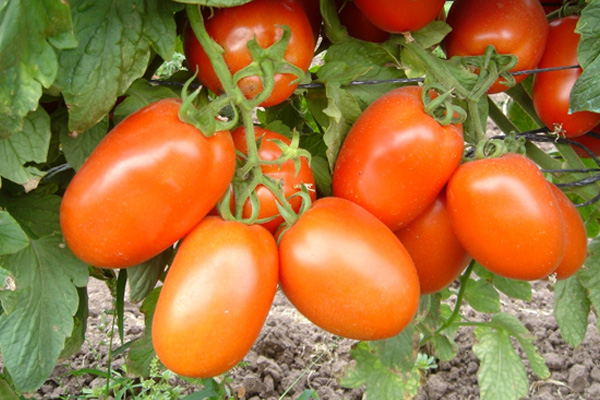 SIFA F1 Hybrid Tomato