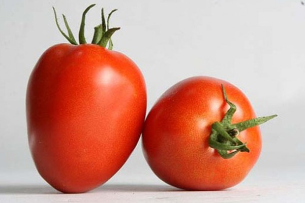MAXIM F1 Hybrid Tomato