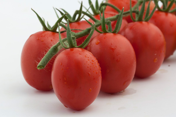 STEVE F1 Hybrid Tomato