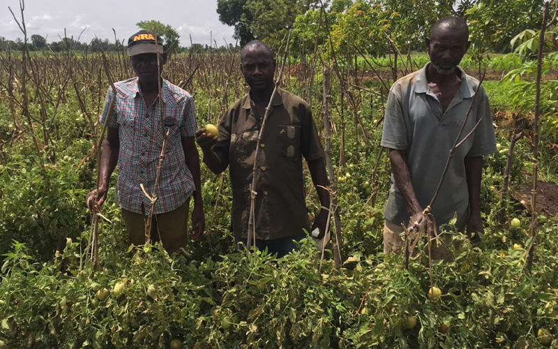 Farmers in Tanzania display their produce of Hybrid Tomato Sifa F1 from Continental