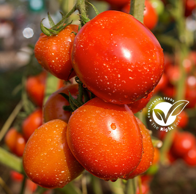 RANGER F1 Hybrid Tomato