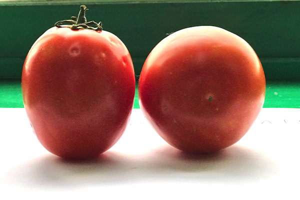 MADIBA F1 Hybrid Tomato