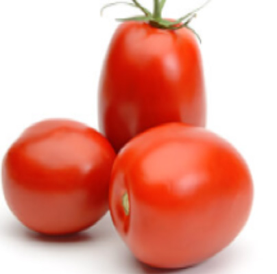 RANGER F1 Hybrid Tomato