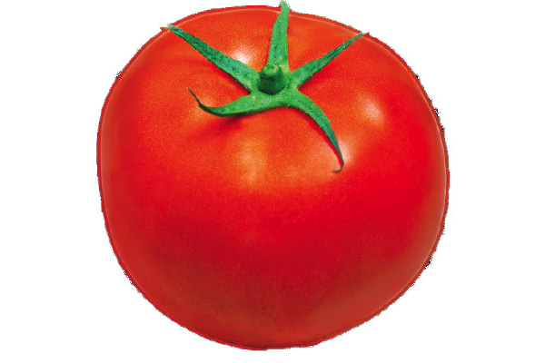 ROUNDER F1 Hybrid Tomato