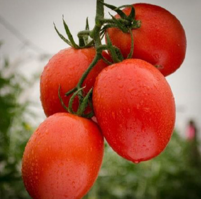 STALLION F1 Hybrid Tomato