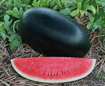 SUGAR LICK F1 Hybrid Watermelon