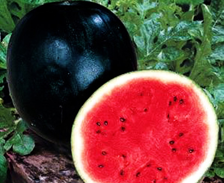 FAIDAH F1 Hybrid Watermelon