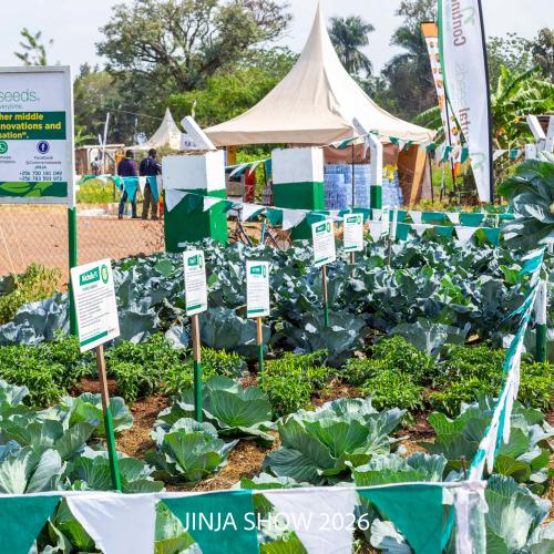 Continental Seeds Demo Plot in Jinja, Uganda. 