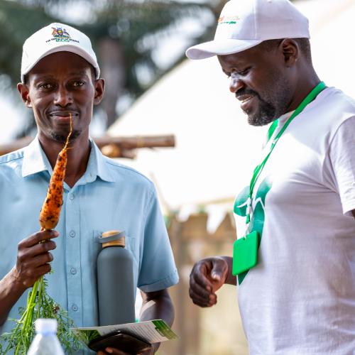 A farmer samples Carrot ATLANTA CS from Continental Seeds