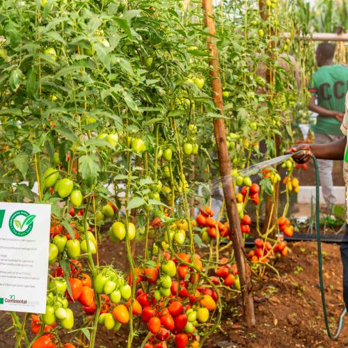 An agronomist watering tomato at Continental Seeds Demo Plot at Jinja, Uganda