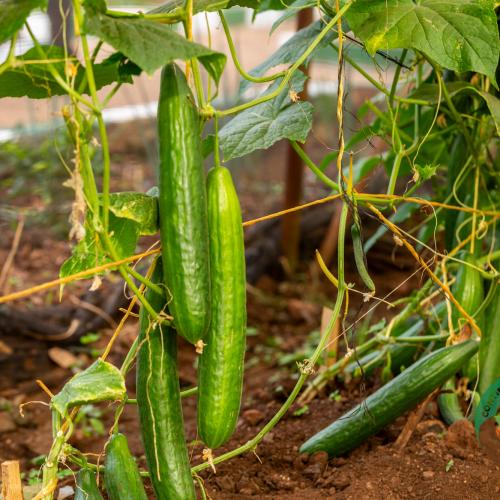 Hybrid Cucumber LONG DUTCH F1 A9a8146