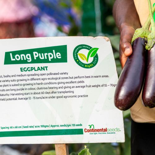 EGGPLANT Long Purple