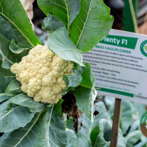 PLENTY F1 Hybrid Cauliflower