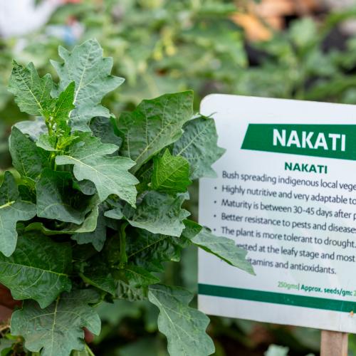 NAKATI