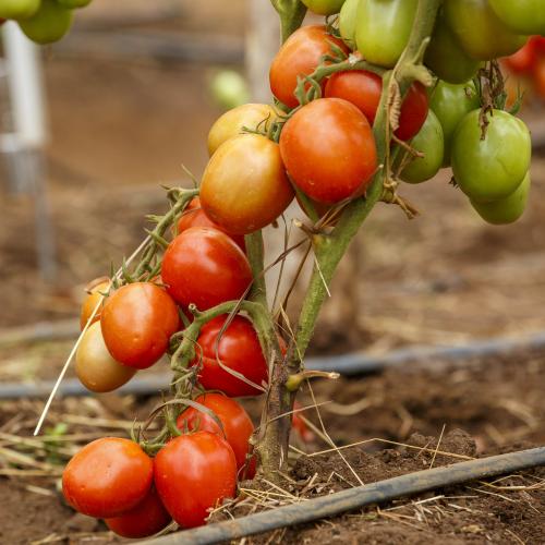 Hybrid Tomato Madiba F1 