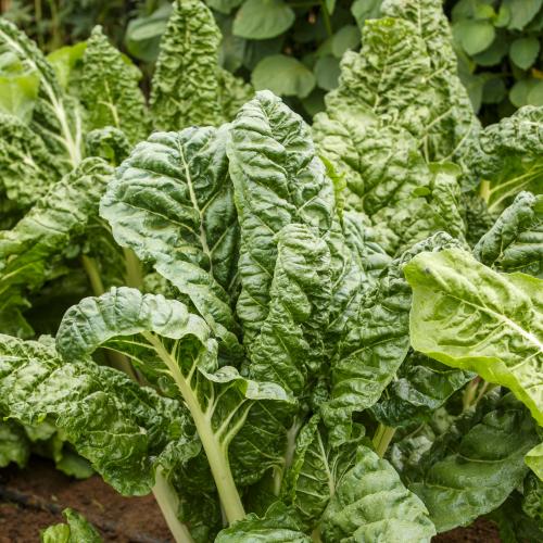 Ford Hook Giant Swiss Chard showcased at the Continental Seeds demonstration plot during Agitech Grand Expo 2026, Mwea, Kenya.