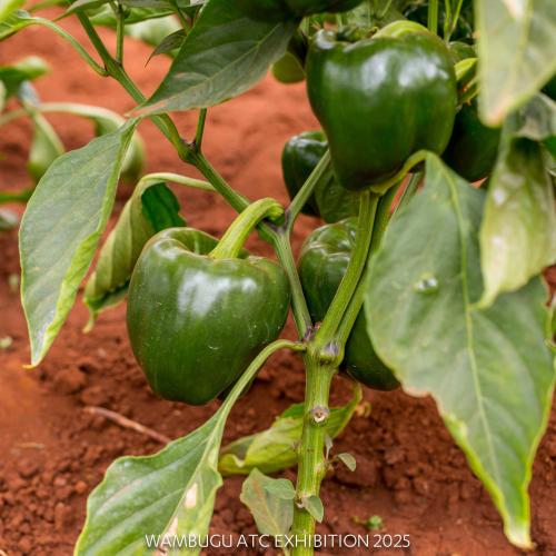 Hybrid Sweet Pepper Batian F1 Hybrid Sweet Pepper Batian F1