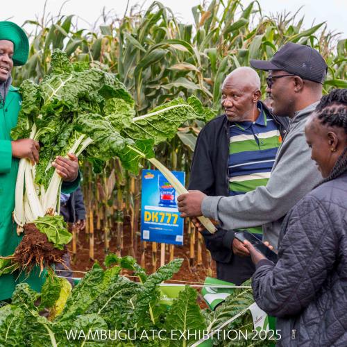 An agronomist from Continental displays Ford Hook Giant Swiss Chard An agronomist from Continental displays Ford Hook Giant Swiss Chard