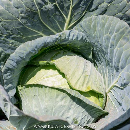 Hybrid Cabbage Winner F1 Hybrid Cabbage Winner F1