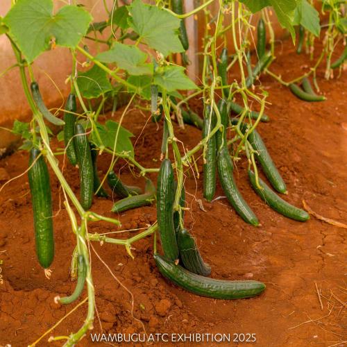 Hybrid Cucumber Long Dutch F1 Hybrid Cucumber Long Dutch F1